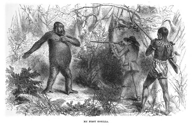 Drawing of French explorer Paul Du Chaillu at close quarters with a gorilla