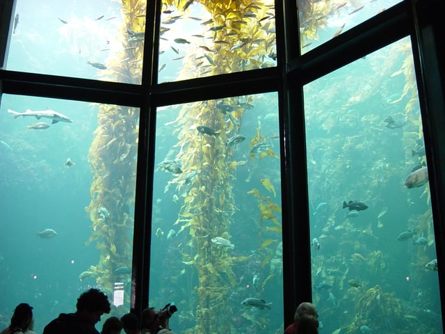 10-meter (33-foot) deep Monterey Bay Aquarium tank has acrylic windows up to 33 centimeters (13 inches) thick to withstand the water pressure