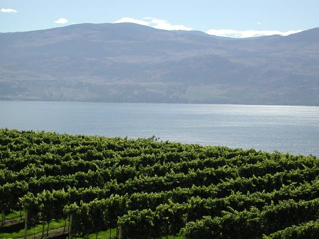 The Okanagan region has a climate suitable to vineyards.
