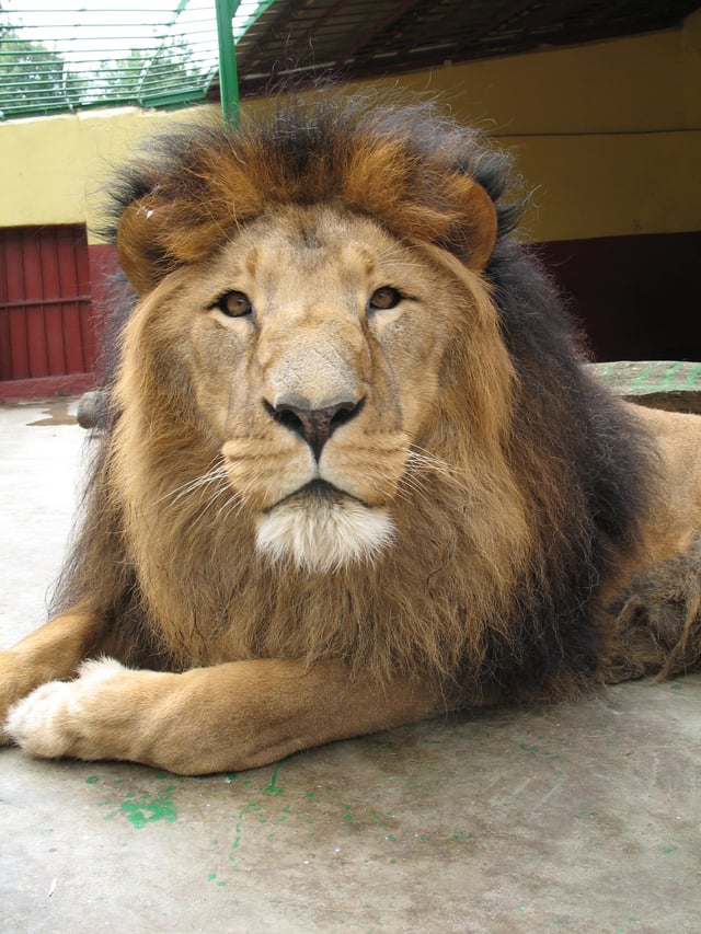 Male lion at Addis Ababa Zoo
