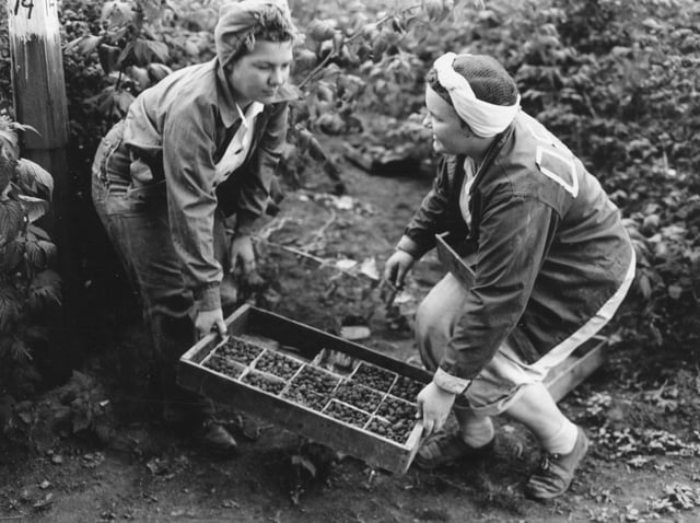 Teenagers harvesting berries in Boring in 1946
