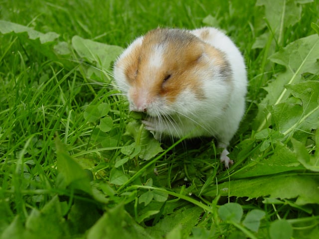 Myomorpha: Golden or Syrian hamster