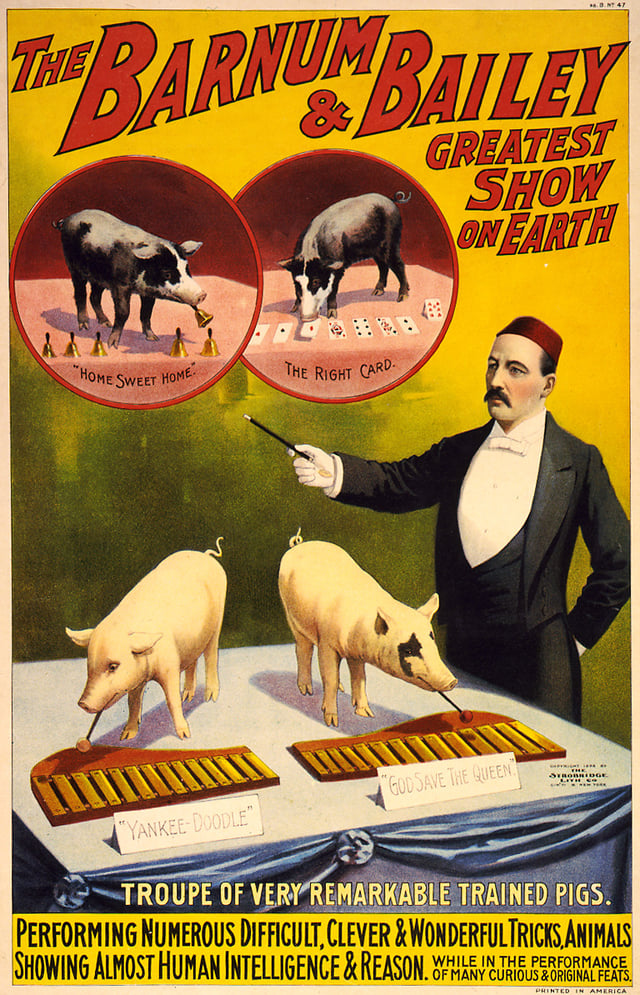 Poster from 1898, advertising a "troupe of very remarkable trained pigs"