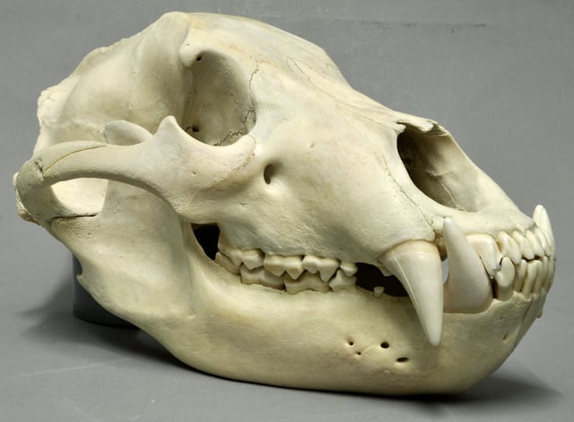 Brown bear skull
