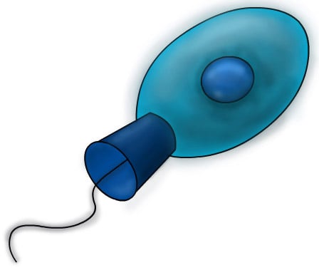 A choanoflagellate