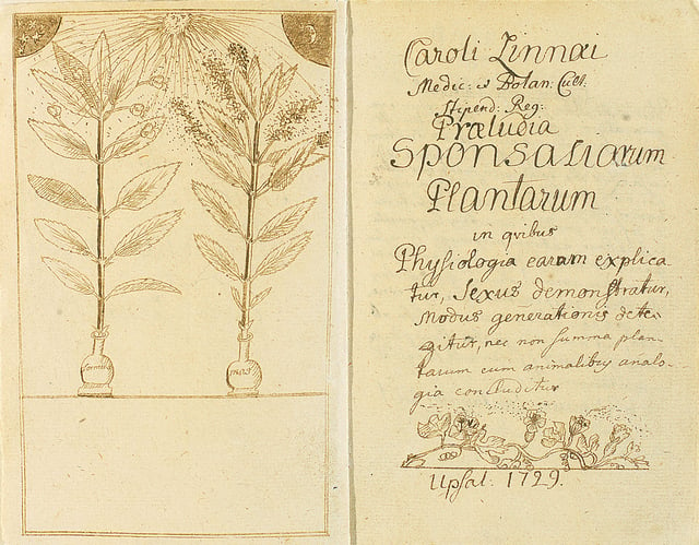 Pollination depicted in Praeludia Sponsaliorum Plantarum (1729)