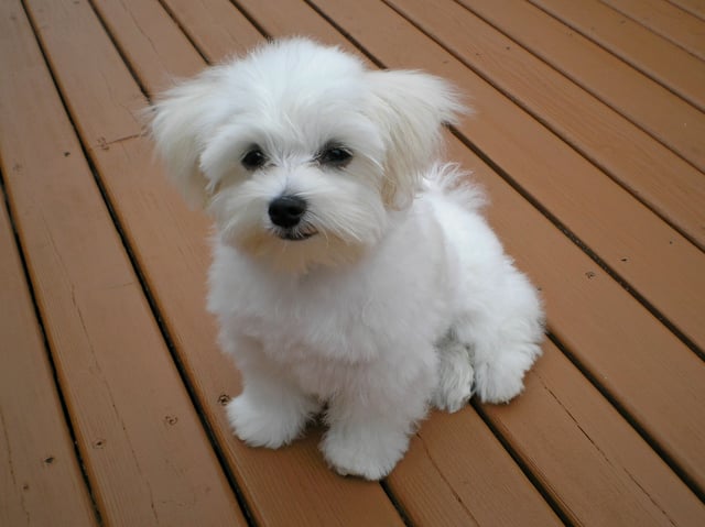 Maltese puppy