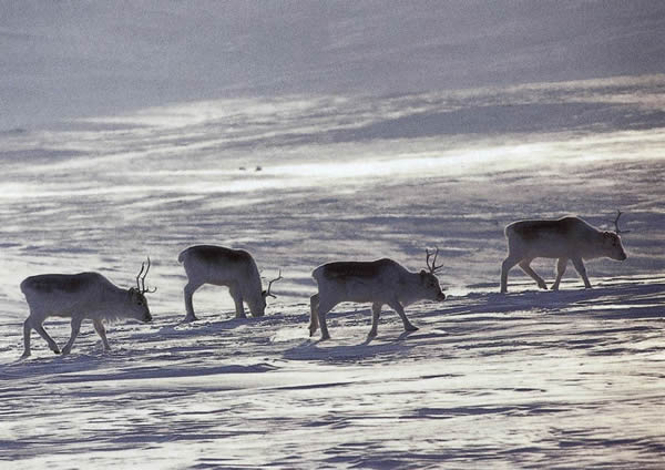 The Peary caribou (R. t. pearyi) is a relatively small and pale subspecies found in the tundra of far northern North America. Unsurprisingly, it is part of the group known as tundra reindeer.