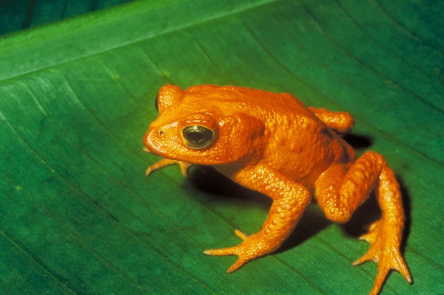 The extinct golden toad (Bufo periglenes), last seen in 1989