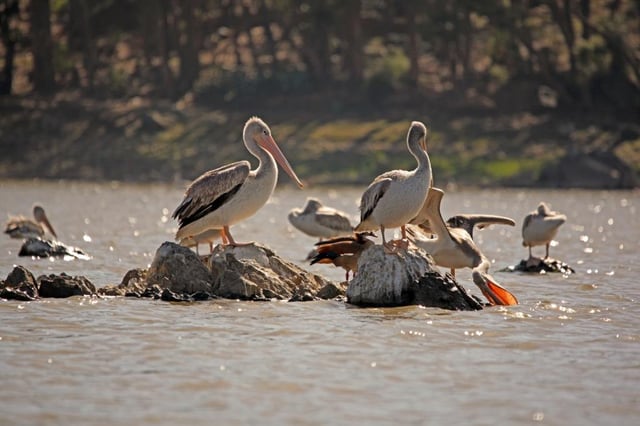 Pelicans in a pond near Asmara