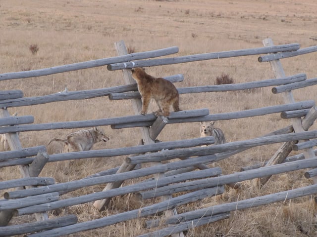Juvenile cougars in conflict with coyotes at National Elk Refuge
