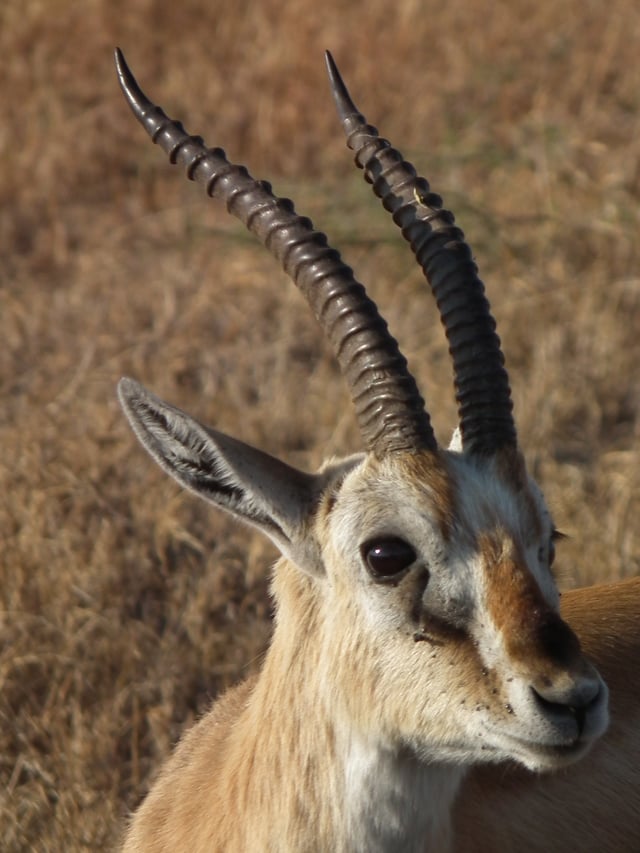 The close-up of male's head: The male of Thomson's gazelle  can distinguished by horns that are bigger and longer than those of female.