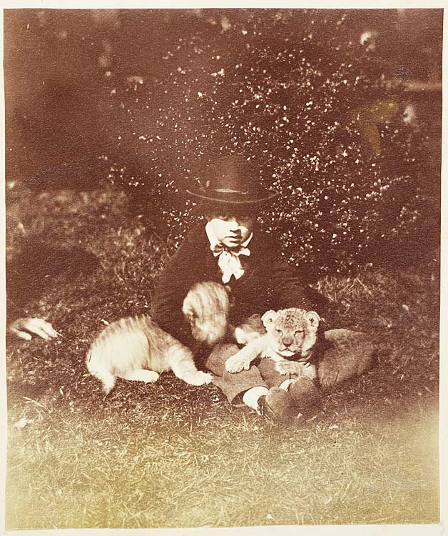 Lion cubs at Clifton Zoological Gardens, England, 1854