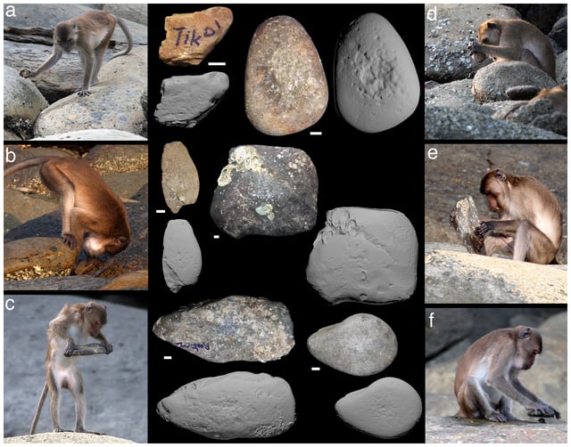 Crab-eating macaques with stone tools