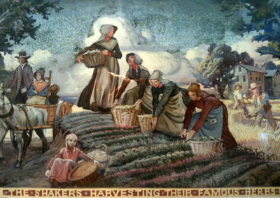 The Shakers harvesting their famous herbs