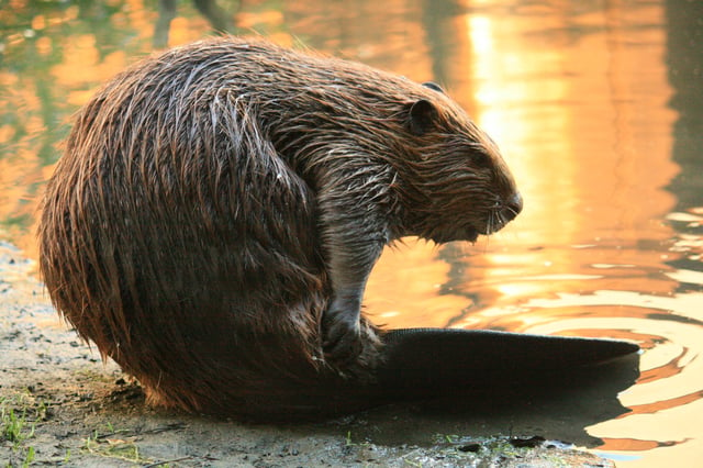 A California golden beaver in Alhambra Creek in Martinez.