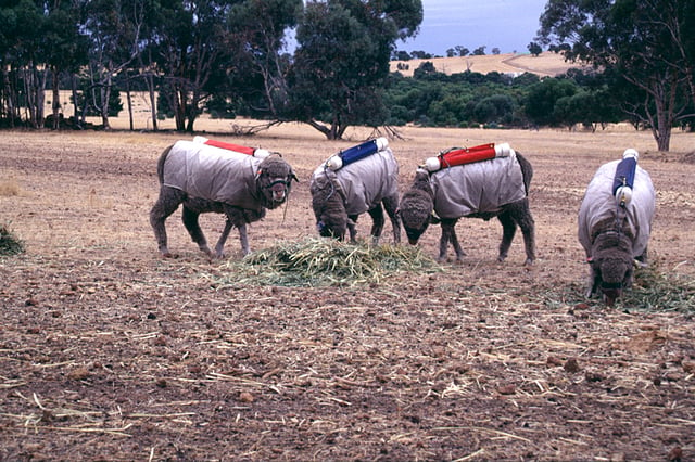 Testing Australian sheep for exhaled methane production (2001), CSIRO