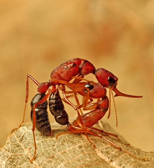 A worker Harpegnathos saltator