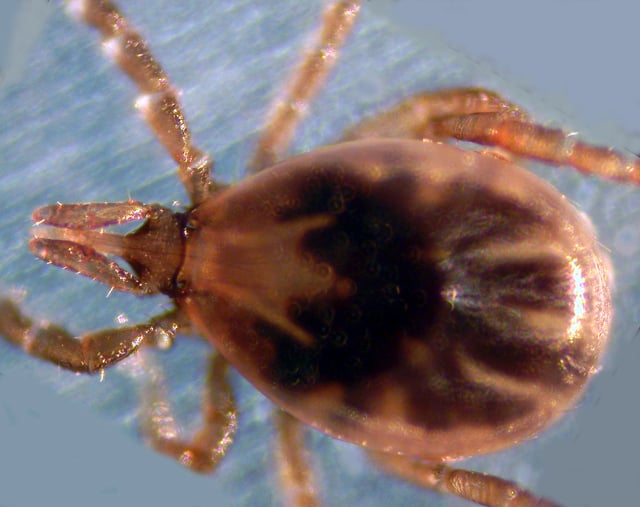 Ixodes scapularis, the primary vector of Lyme disease in eastern North America