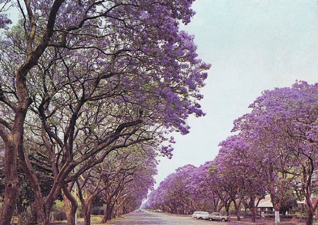 Jacaranda trees in Montagu Ave, Salisbury in 1975