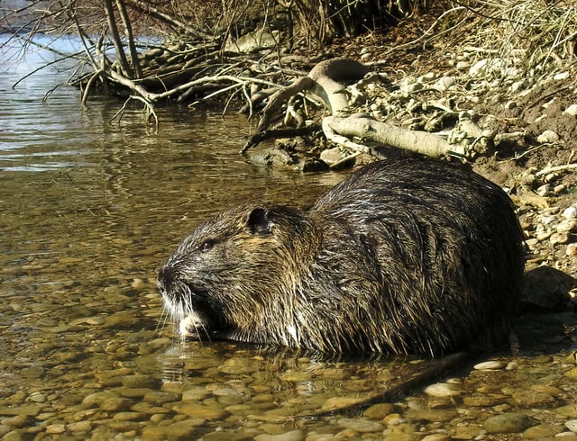 The coypu is hunted as a pest in Louisiana.