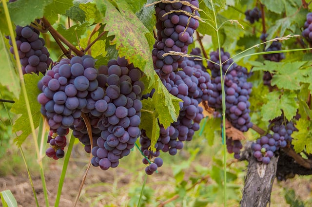 Grapes from the Orahovac valley