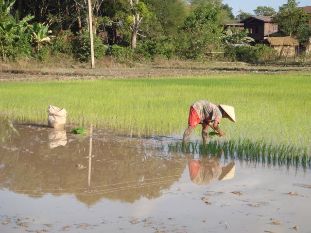About 80% of the Laotian population practises subsistence agriculture.