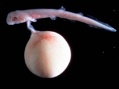 Aristotle recorded that the embryo of a dogfish was attached by a cord to a kind of placenta (the yolk sac), like a higher animal; this formed an exception to the linear scale from highest to lowest.