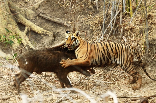 Bengal tiger subduing an Indian boar at Tadoba National Park