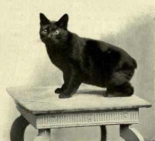 Black Manx cat