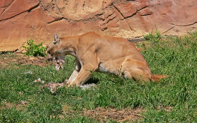 A captive cougar feeding. Cougars are ambush predators, feeding mostly on deer and other mammals.