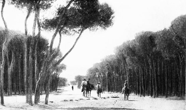 Pine Forest of Beirut, 1914