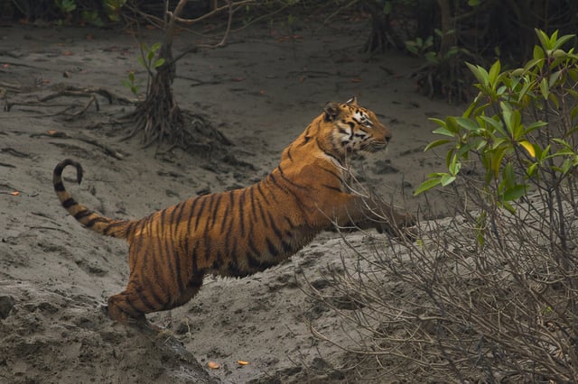 A 2015 census of Sundarbans Bengal tigers found 106 in Bangladesh and 76 in West Bengal.