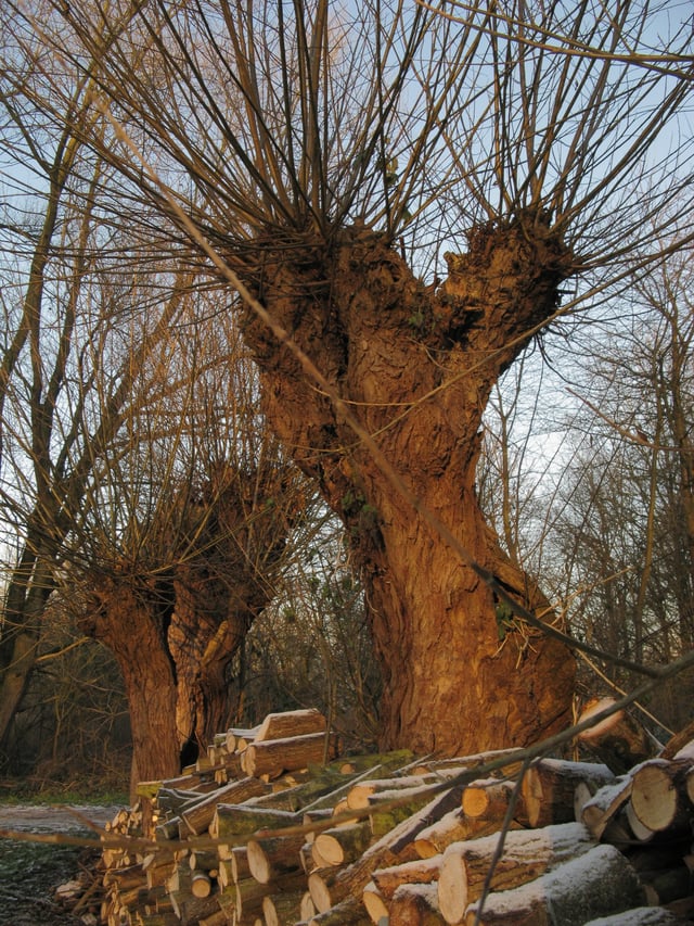 Knotted willow and woodpile in the Bourgoyen-Ossemeersen, Ghent, Belgium
