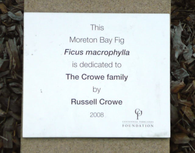 Moreton Bay Fig donated by The Crowe Family in Centennial Park, New South Wales