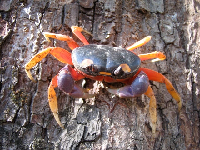 Gecarcinus quadratus, a land crab from Central America