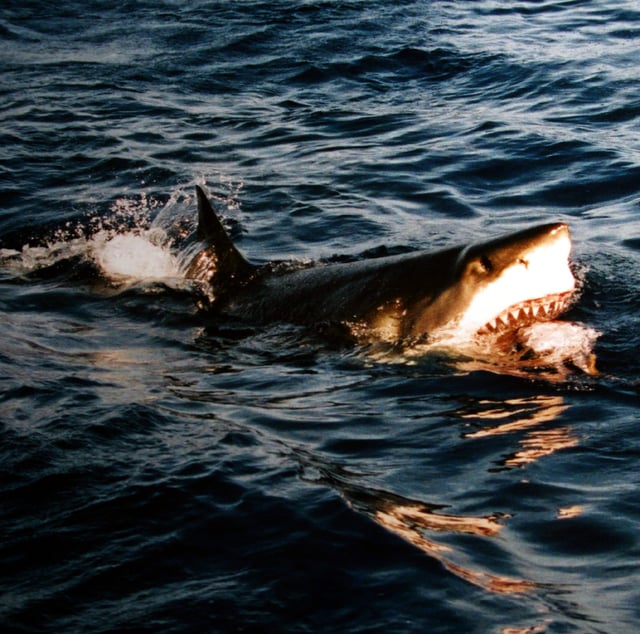 Unlike many other sharks, the great white shark is not actually an apex predator in all of its natural environments, as it is sometimes hunted by orcas