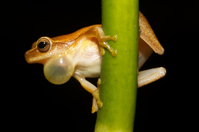 Male treefrog (Dendropsophus microcephalus) inflating his air sac as he calls