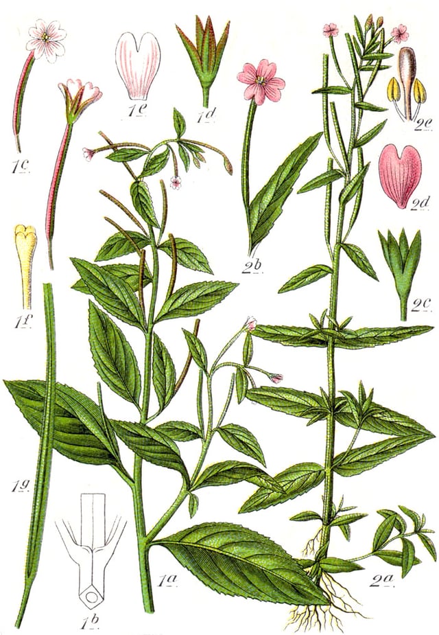 Left: Epilobium roseum (pale willowherb)