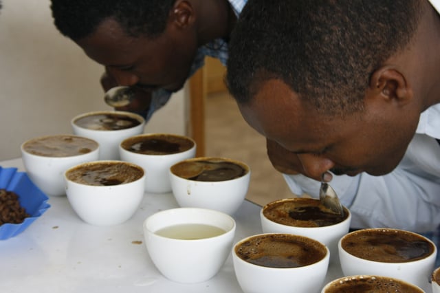 Coffee "cuppers", or professional tasters, grade the coffee.