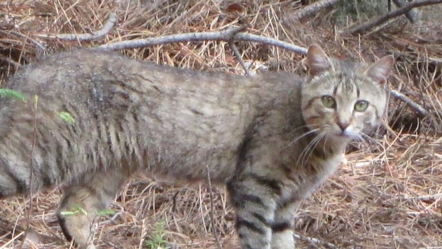 The Sardinian feral cat, long considered a subspecies of the African wildcat, are descended from domesticated cats
