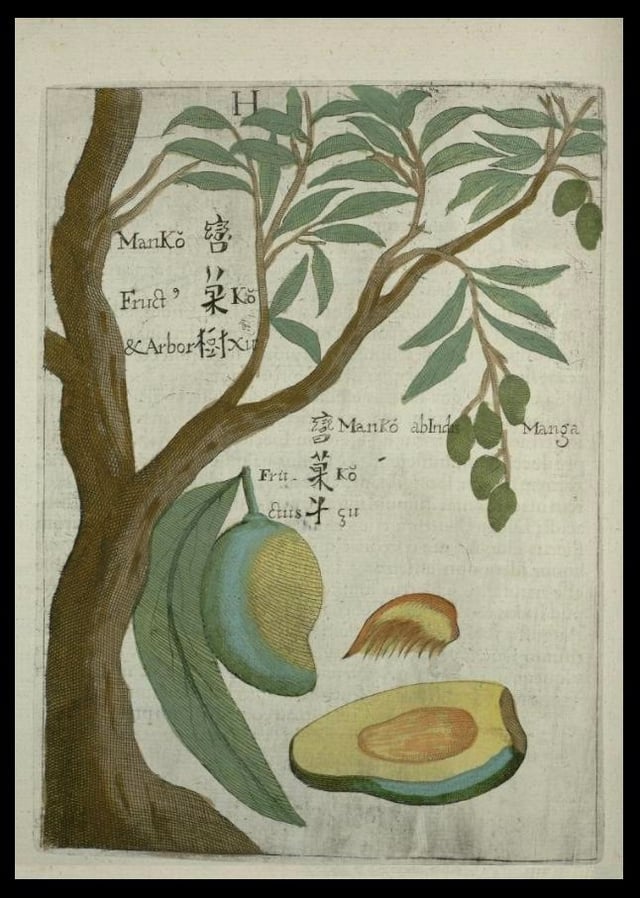 The mango illustrated by Michael Boym in the 1656 book Flora Sinensis.