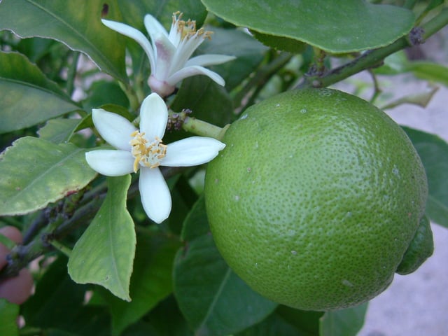 Lime and blossom