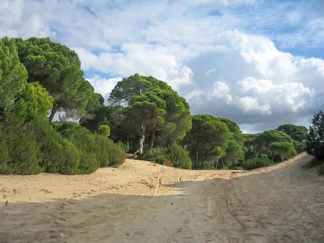 Pinar de la Algaida