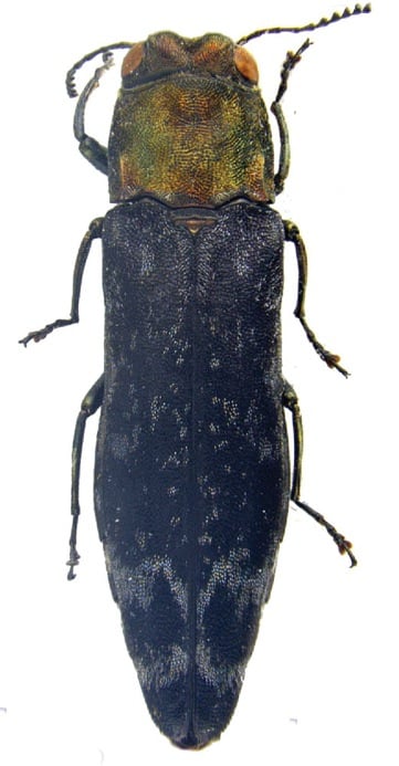 Agrilus trepanatus holotype.