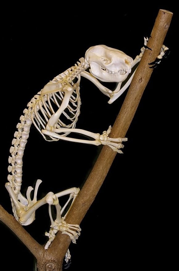 Mounted skeleton
