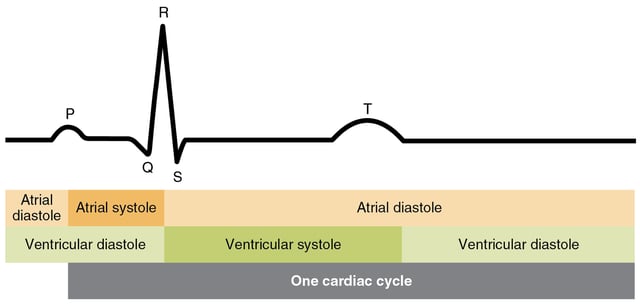 Cardiac cycle shown against ECG