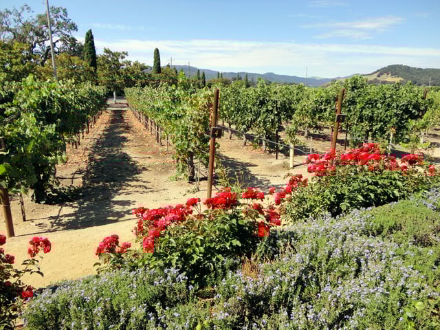 A vineyard in the valley