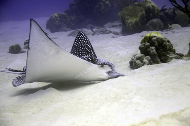 An eagle ray searching the bottom for food at Curaçao, Netherland Antilles