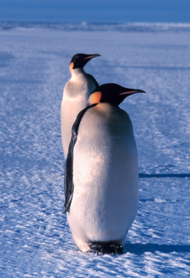 Emperor penguins in Ross Sea, Antarctica